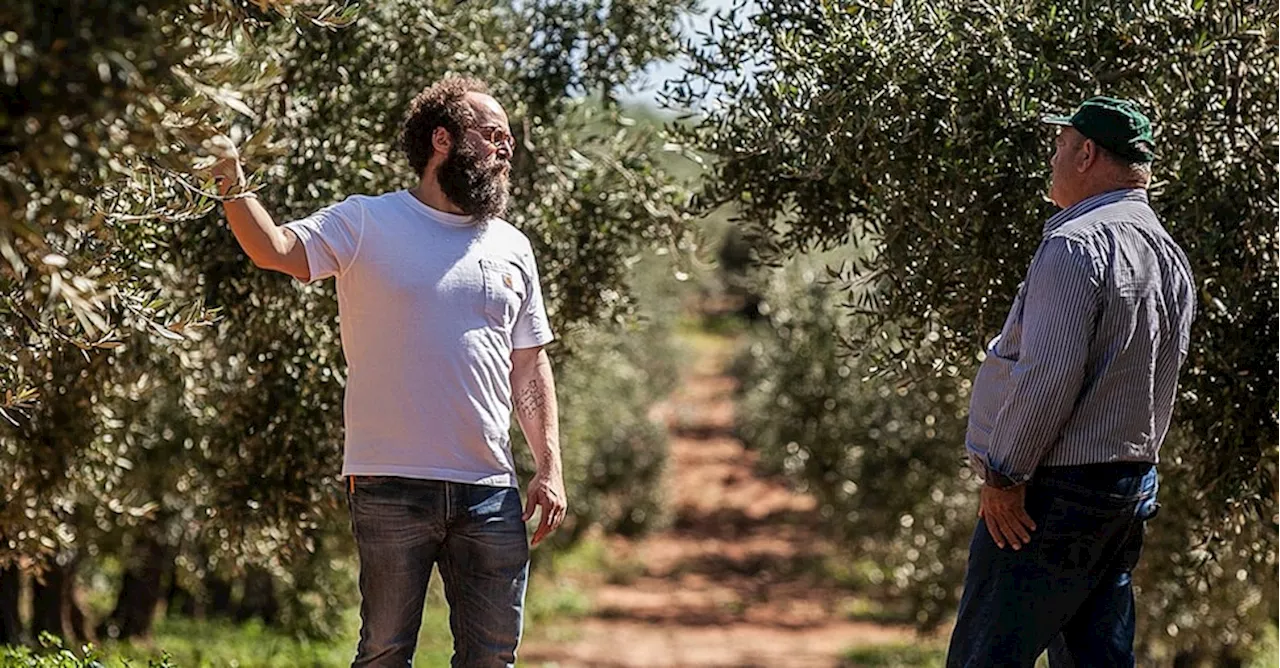 L’olio di Incuso punta su un patto con gli agricoltori contro l’abbandono degli uliveti