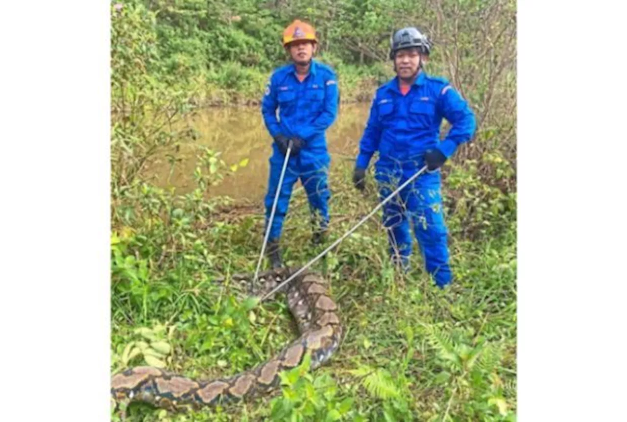 Giant python battles rescuers for 20 minutes