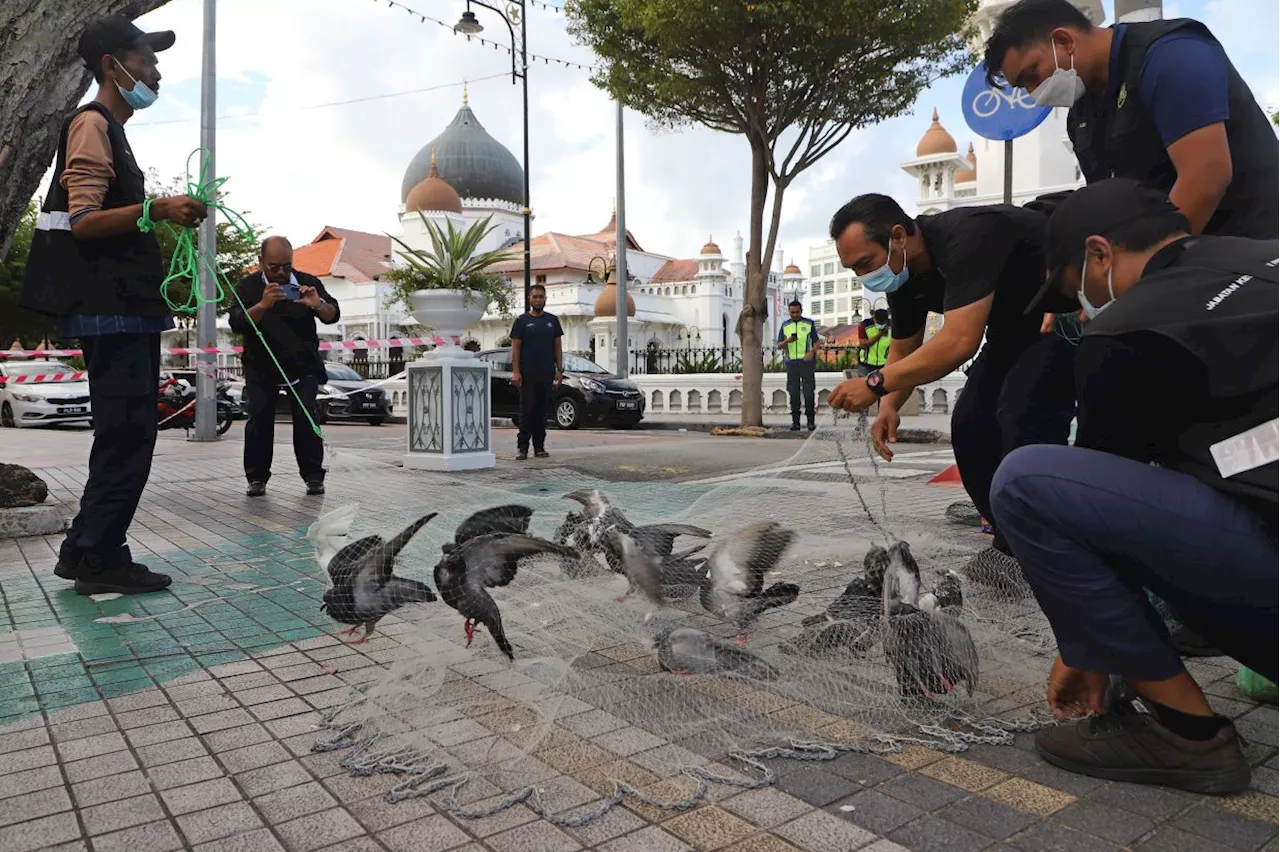 Grounding Penang’s pigeon problem