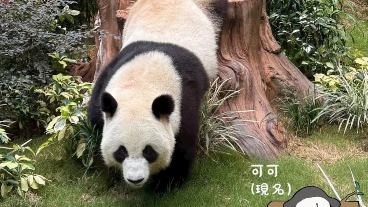 Panda Watch: Hong Kong cub ‘winces’ at mother’s poo, experts explain scent marking behaviour