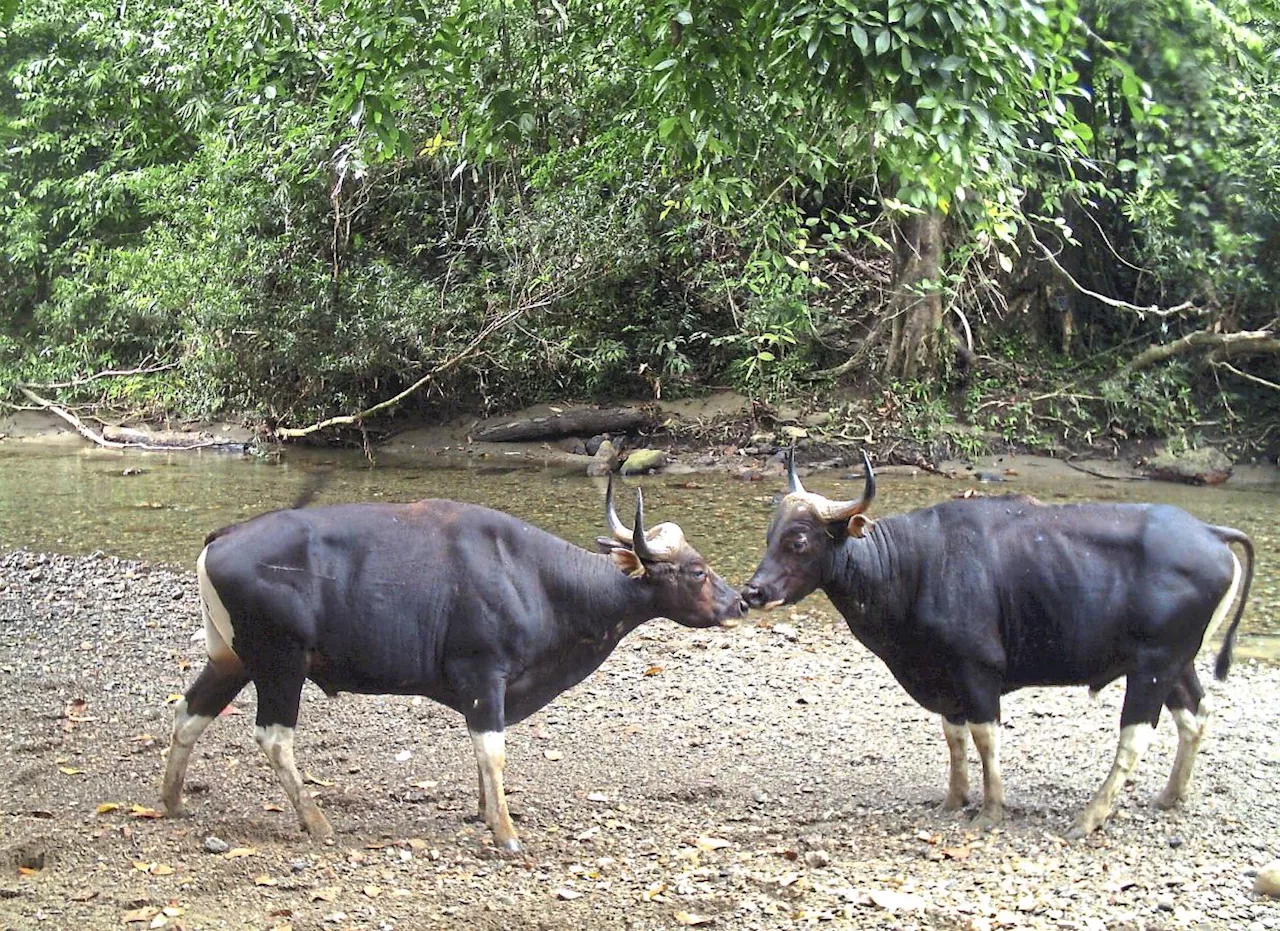 Ray of hope for banteng