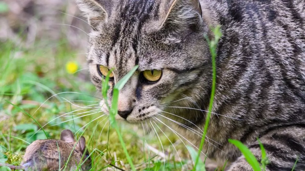 Tierschutz: 200.000 Euro vom Land für Kastration für Straßenkatzen