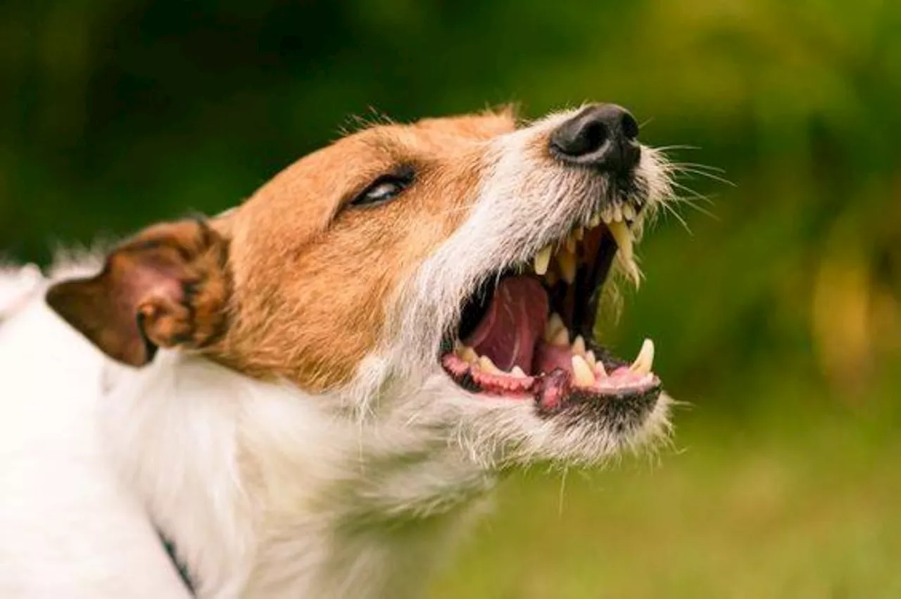 New Corella starts contact tracing after rabies death from dog meat