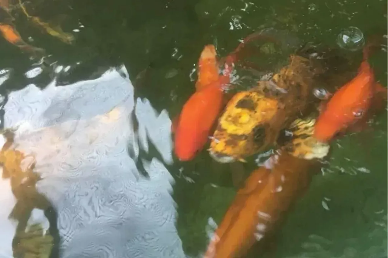 B.C. aquaponics project growing food in water using koi fish waste