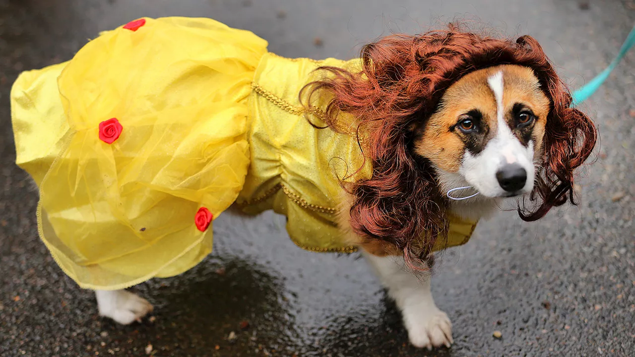 Dog Looks At Owner Who Put It In Costume Like Mafia Don Betrayed By Loyal Consigliere