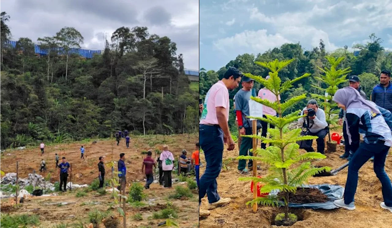 Cameron Highlands Fights Back With 8,950 New Forest Giants