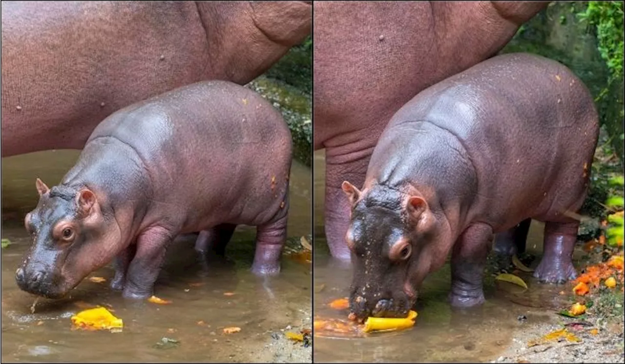 Zoo Taiping Welcomes New Baby Hippo That Could Potentially Dethrone Moo Deng