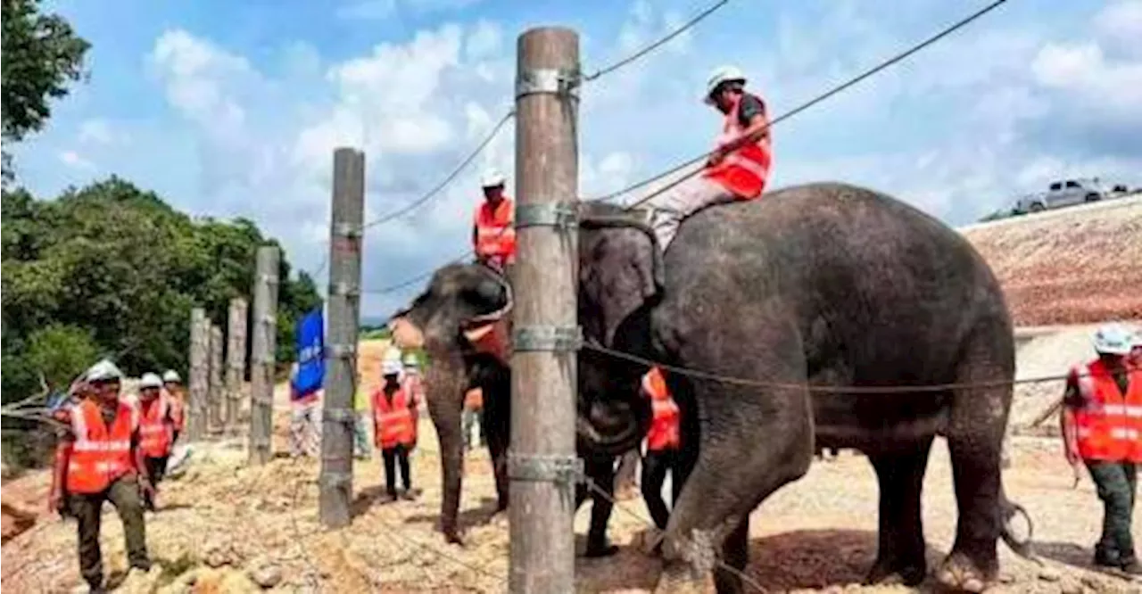 ECRL: Pagar halangan fizikal elak konflik manusia-gajah dibina di hutan simpan Kemasul