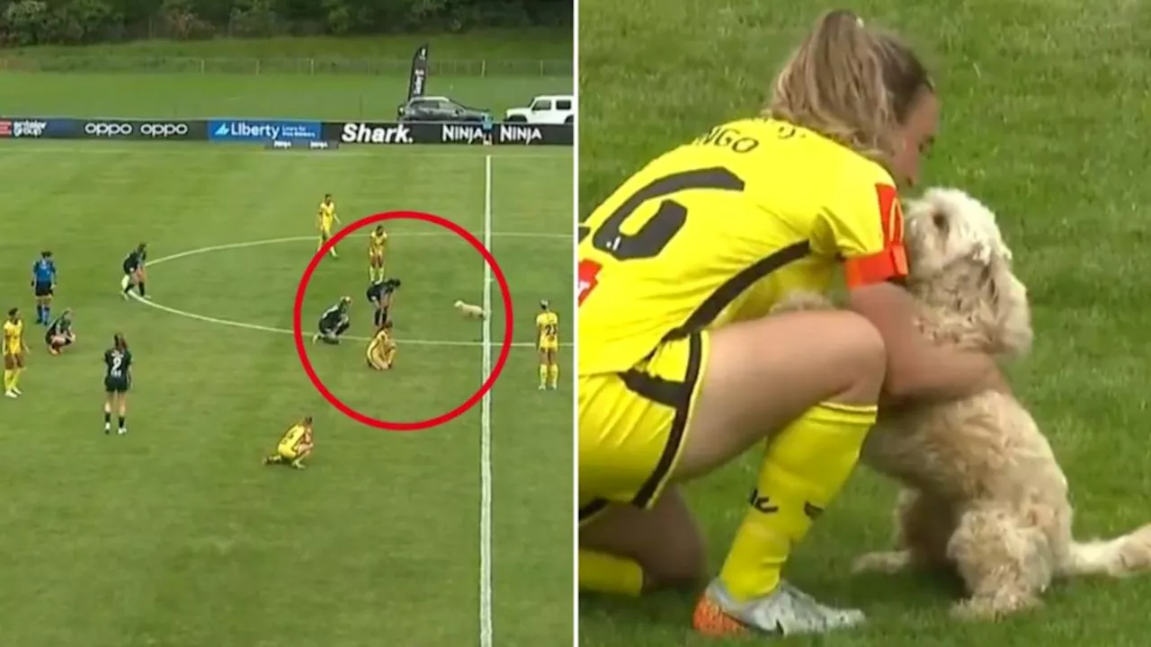 A-League game stopped as Wellington Phoenix captain Annalie Longo’s own dog invades pitch