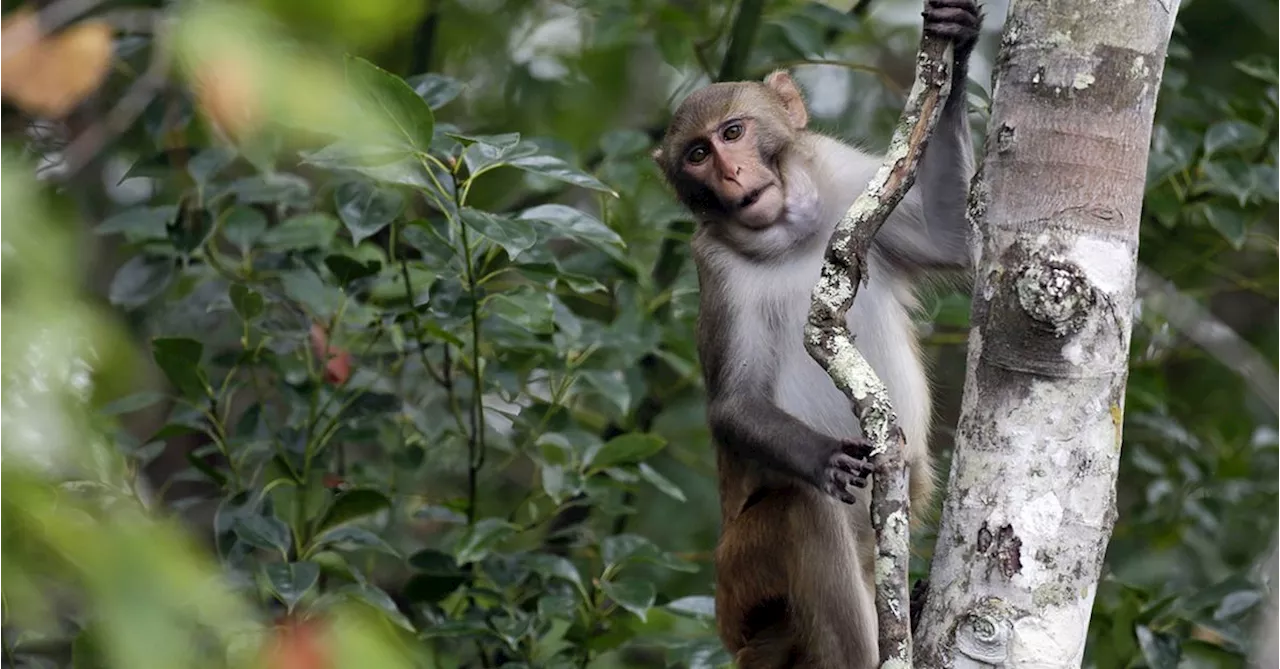 One monkey recovered safely, 42 others remain on the run from South Carolina lab