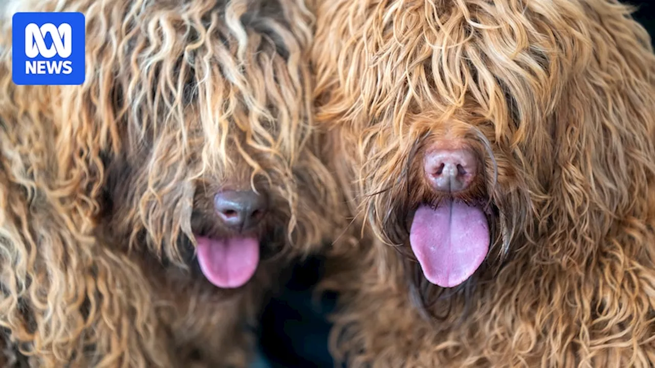 Call for tougher laws for animal cruelty in Tasmania as government releases abattoir report