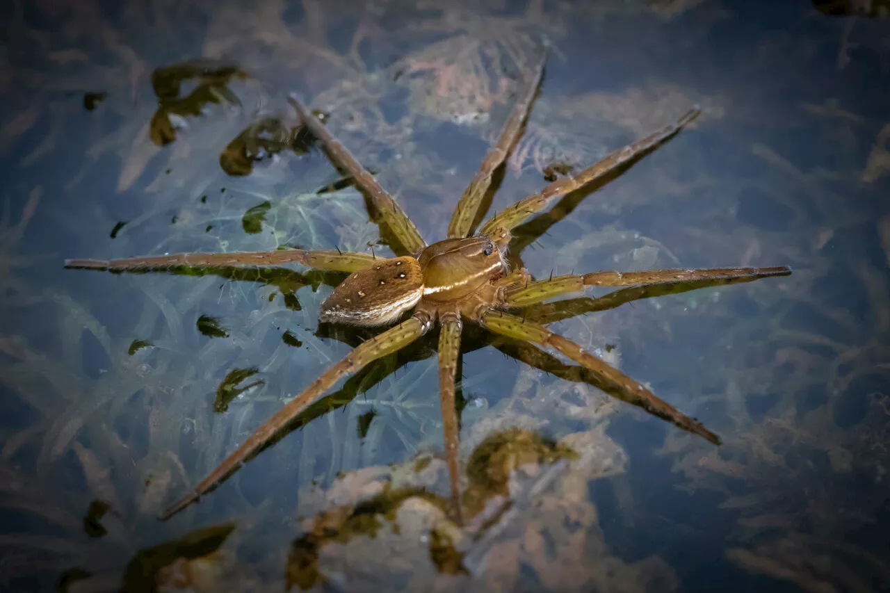 C'est quoi cette araignée géante, élevée dans un zoo, qui prospère au Royaume-Uni ?