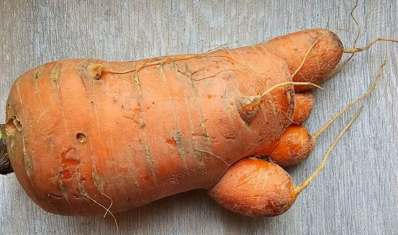 Dans ce village de l’Orne : la découverte surprise d’une habitante dans son jardin