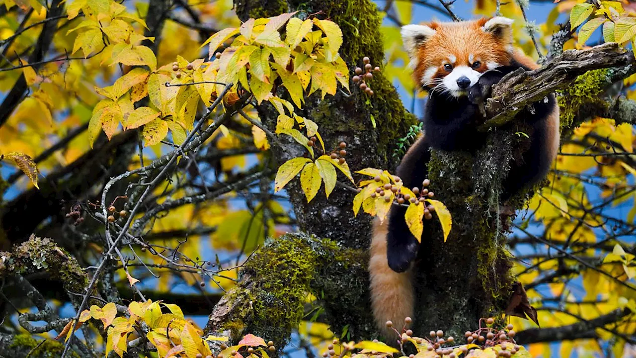  The firefox of the Himalaya: the search for the red panda