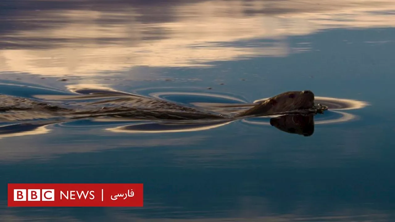 سمور دریایی - آشنا شد و این سمور عضو خانواده او شد