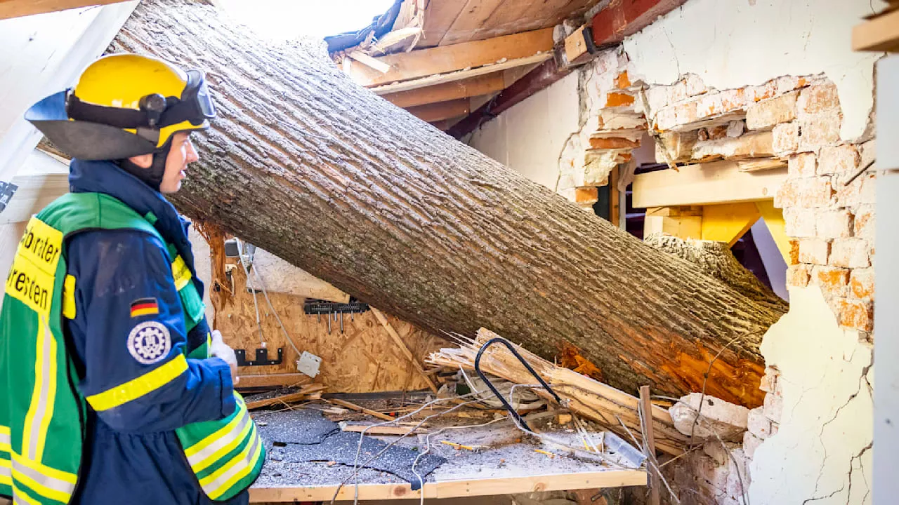 Bad Schandau: 12 Tonnen schwere Eiche durchbohrt Haus in Sachsen