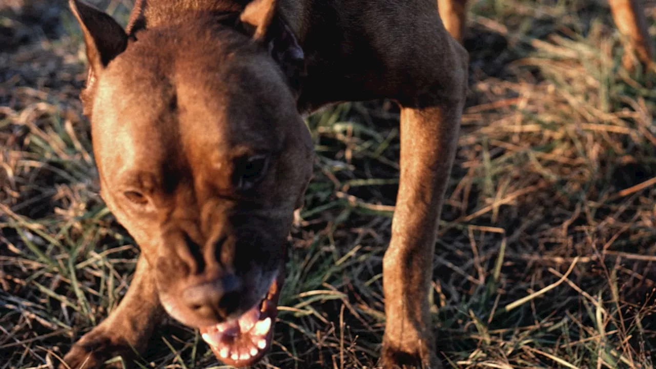 Thüringen: Kampfhunde beißen Dackel bei Spaziergang tot