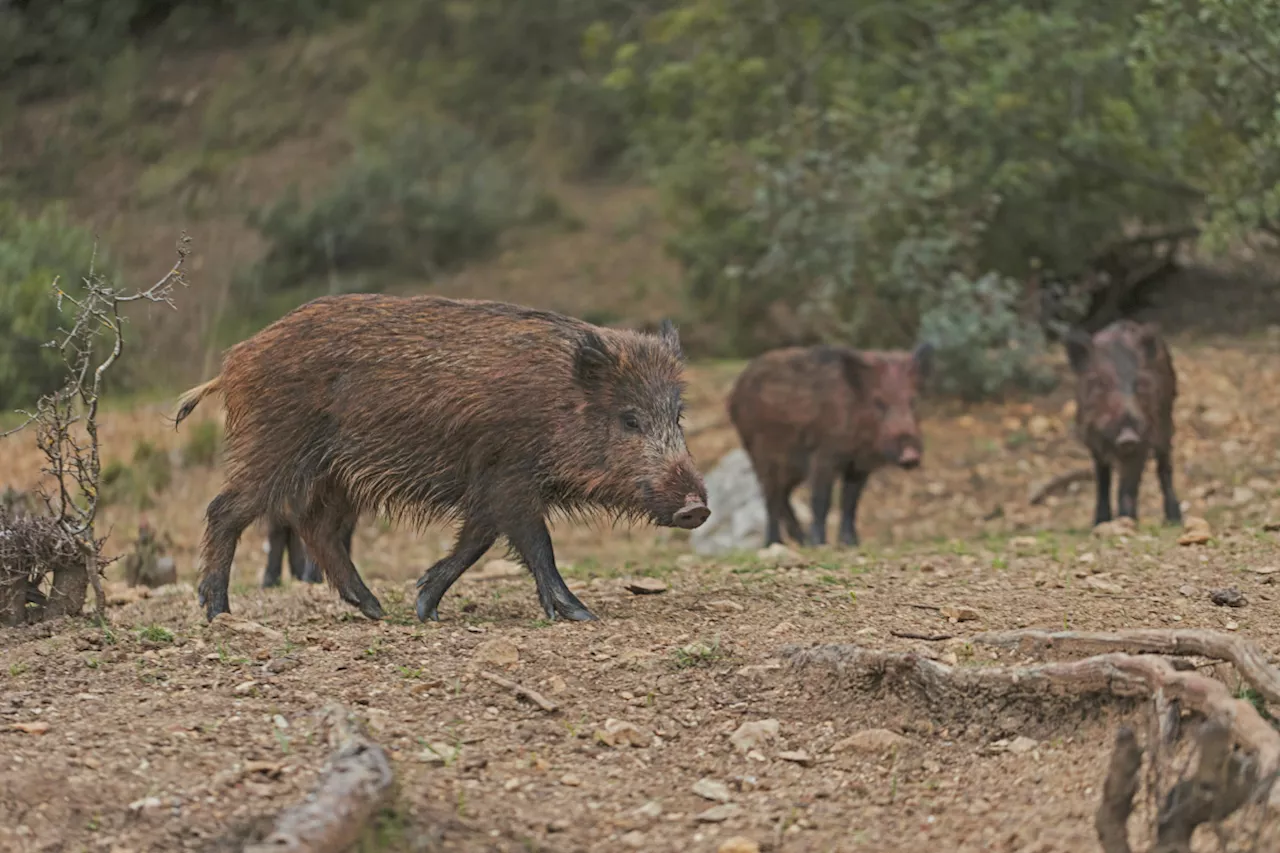 Ardennes : un quinquagénaire chasseur aux prises avec un sanglier, il paie le prix fort