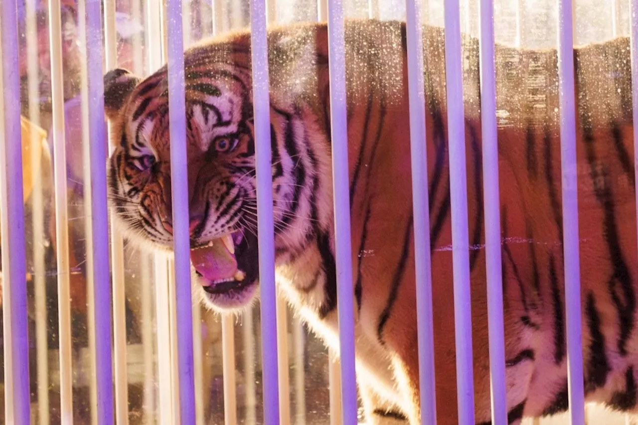 LSU criticized after bringing caged live tiger into stadium before defeat to Alabama