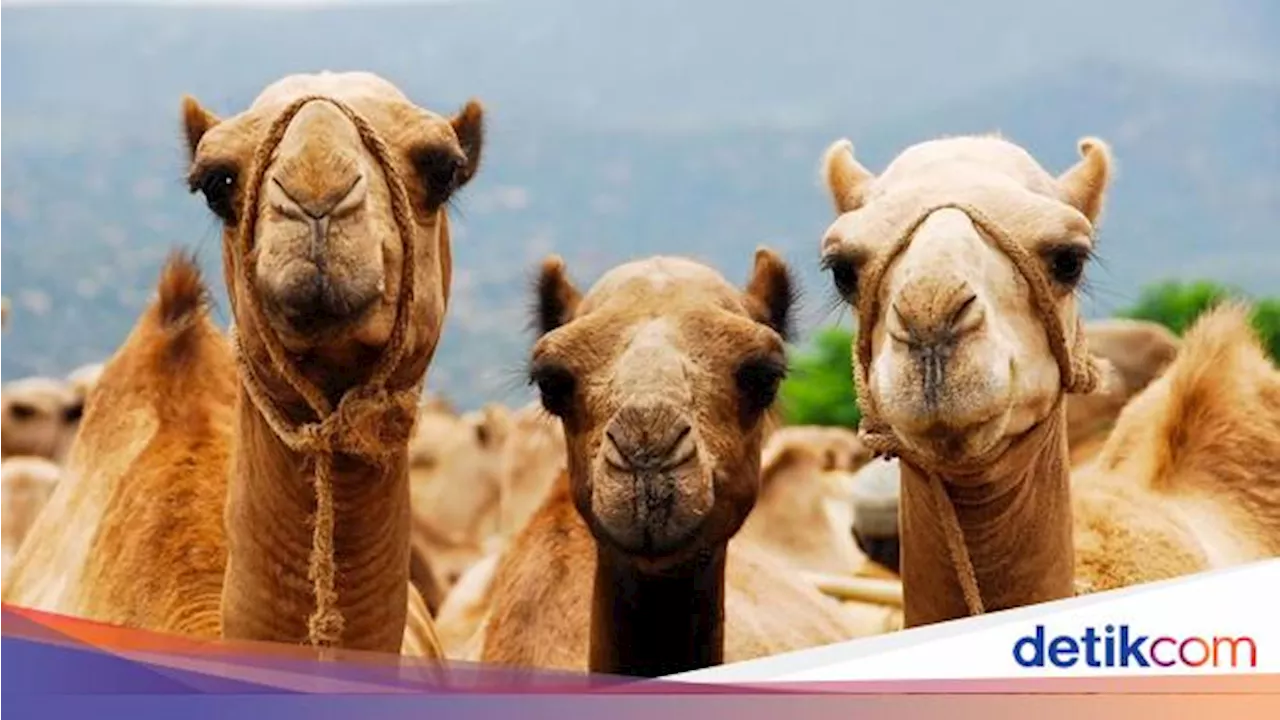 Tidak Hanya Kucing, Ini 6 Hewan Peliharaan Nabi Muhammad SAW