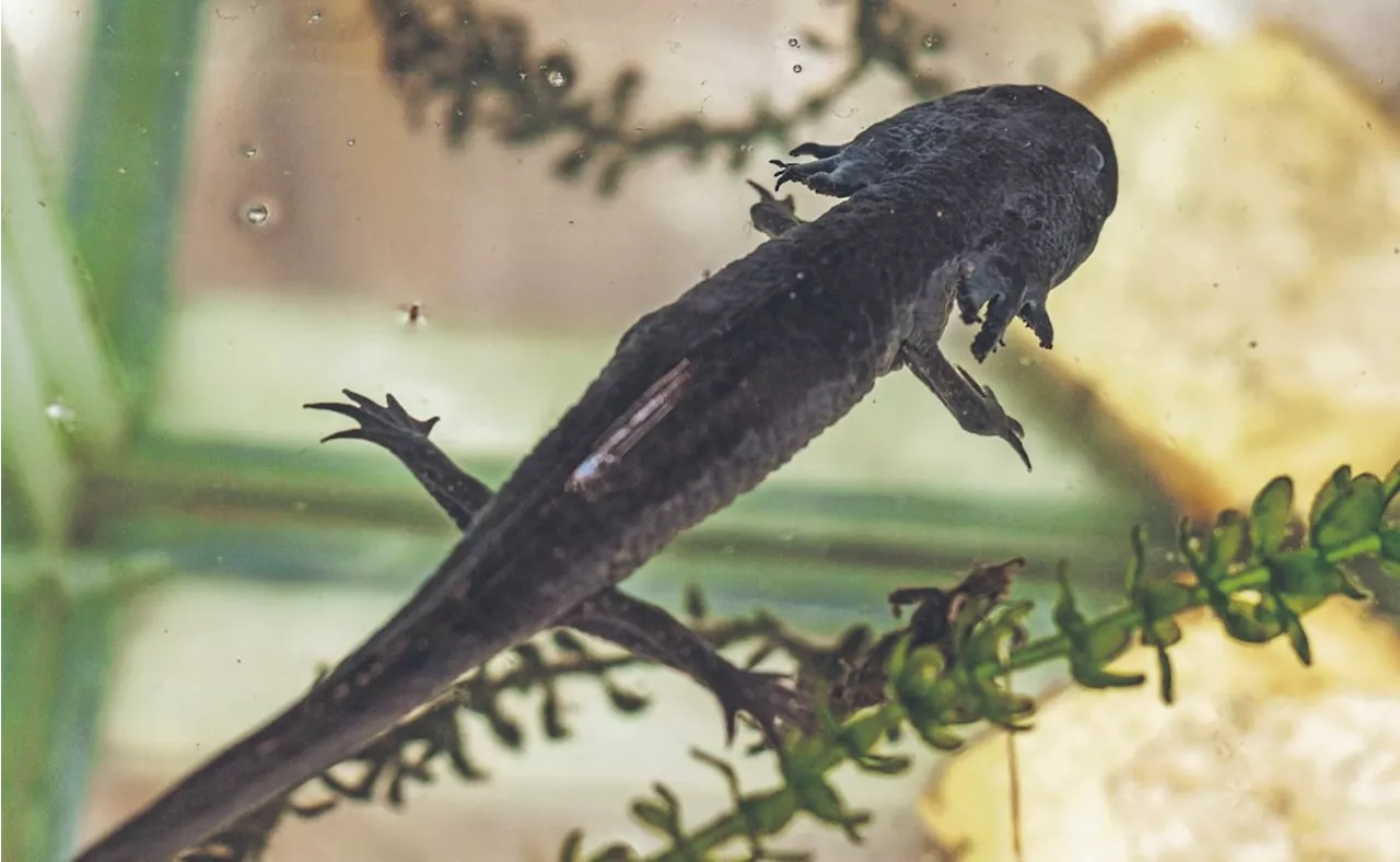 Al rescate de los ajolotes; contaminación en canales de Xochimilco y especies invasoras los ponen en peligro