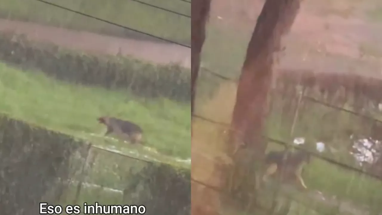 Video: dejan encadenado a perro en medio de la fuerte granizada que cayó en Bogotá