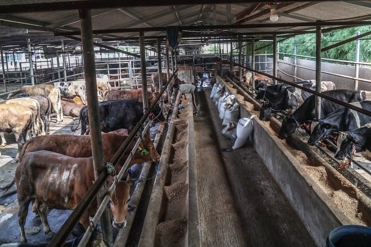 Atasi Perubahan Iklim, Pemerintah Diminta Buat Kebijakan untuk Kurangi Konsumsi Daging