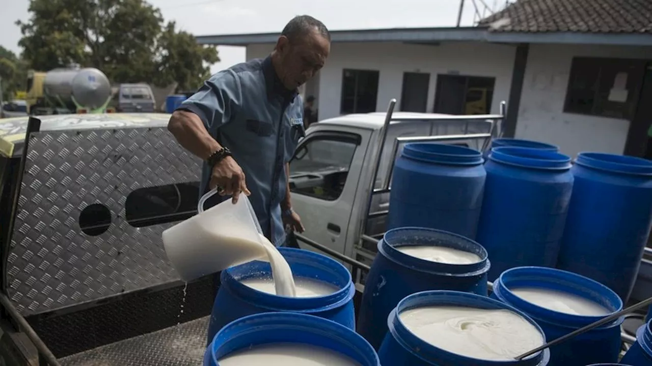 Penyerapan Susu Dibatasi Industri Pengolahan Susu, Pengepul di Boyolali Tombok