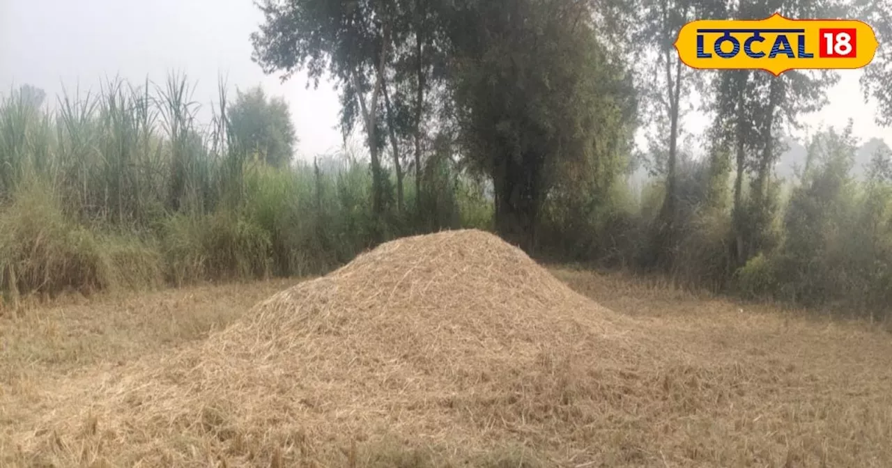 Fertilizer from stubble: किसान पराली जलाने की जगह बनाएं जैविक खाद, मात्र 20 रुपये आएगी लागत; जानें विधि