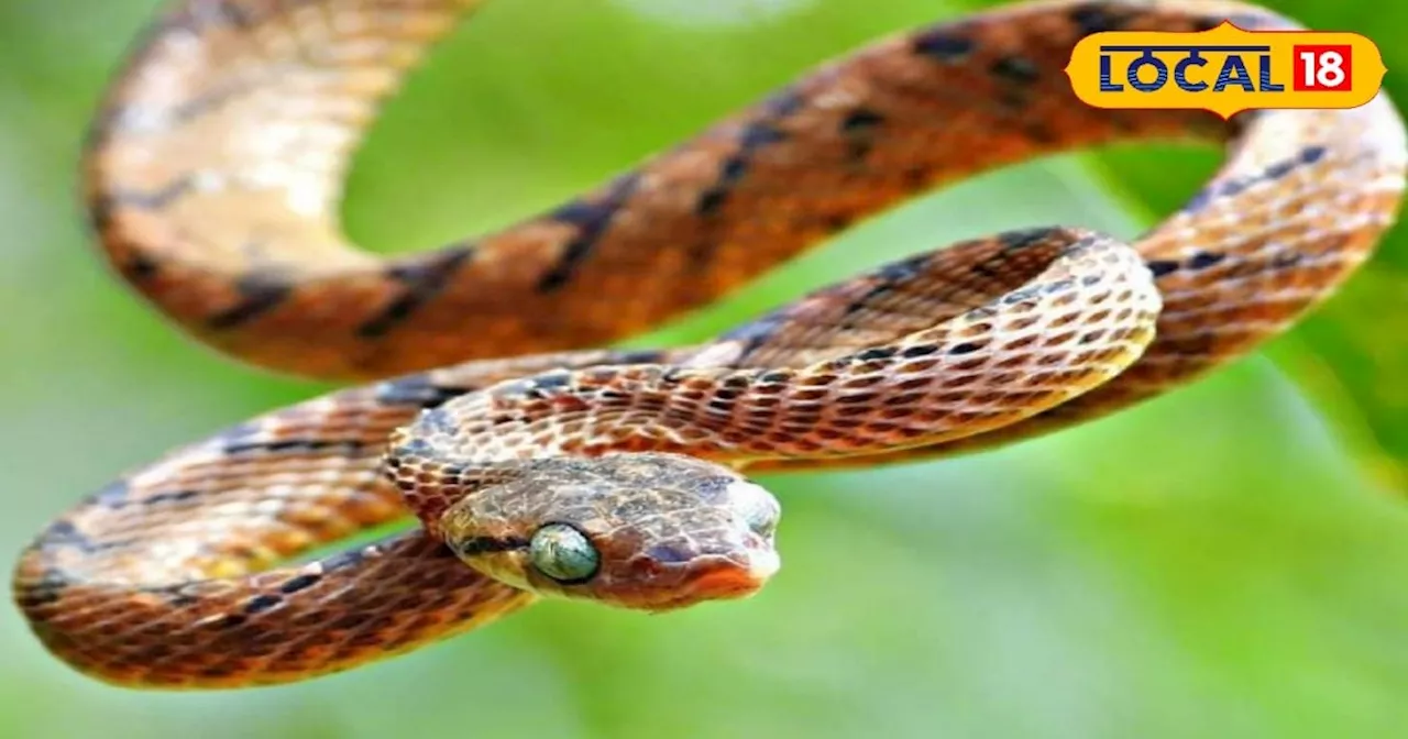 Rare snake: बिल्ली की तरह होती है इस सांप की आंखें, डसने से नहीं होती इंसानों की मौत