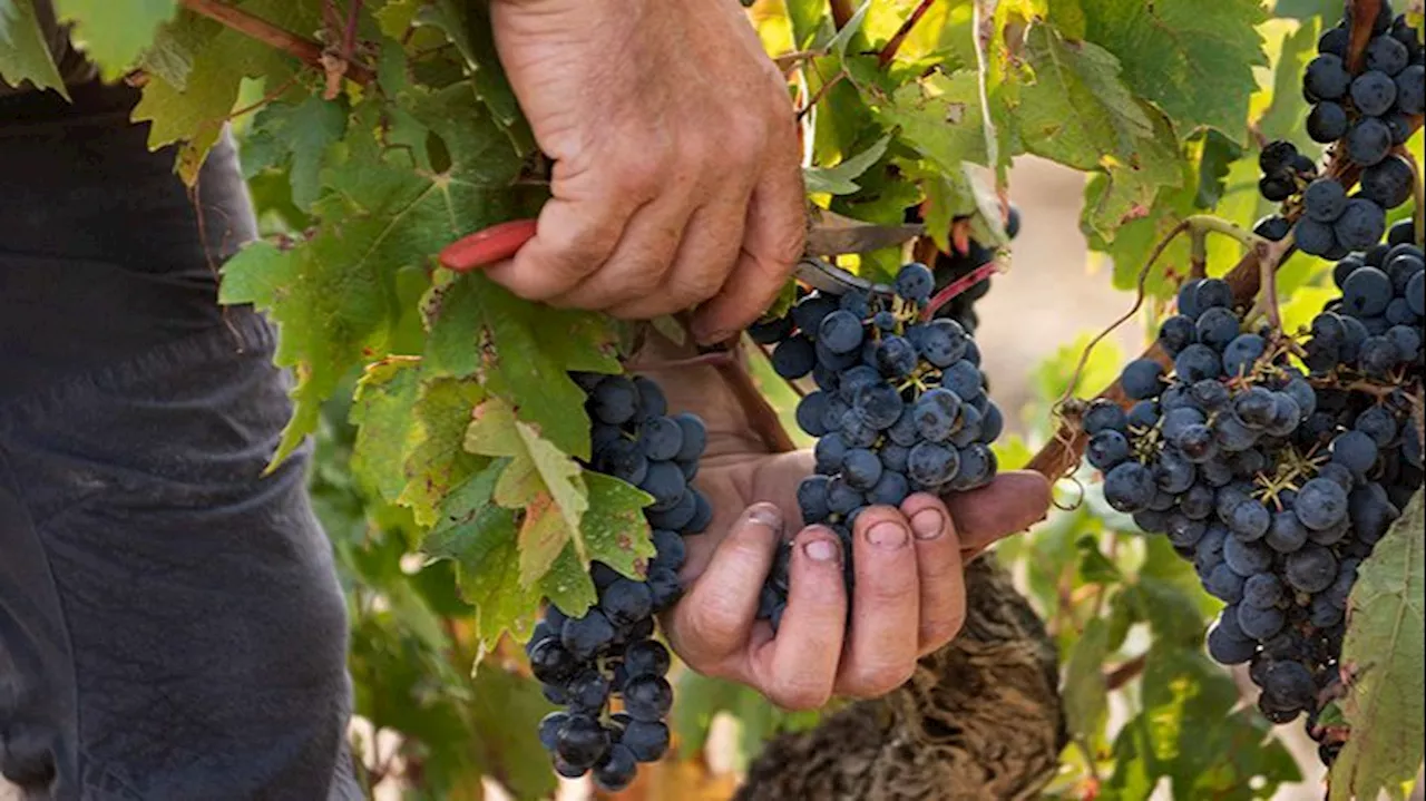 Rioja gana la batalla y tumba judicialmente a 'Viñedos de Álava'