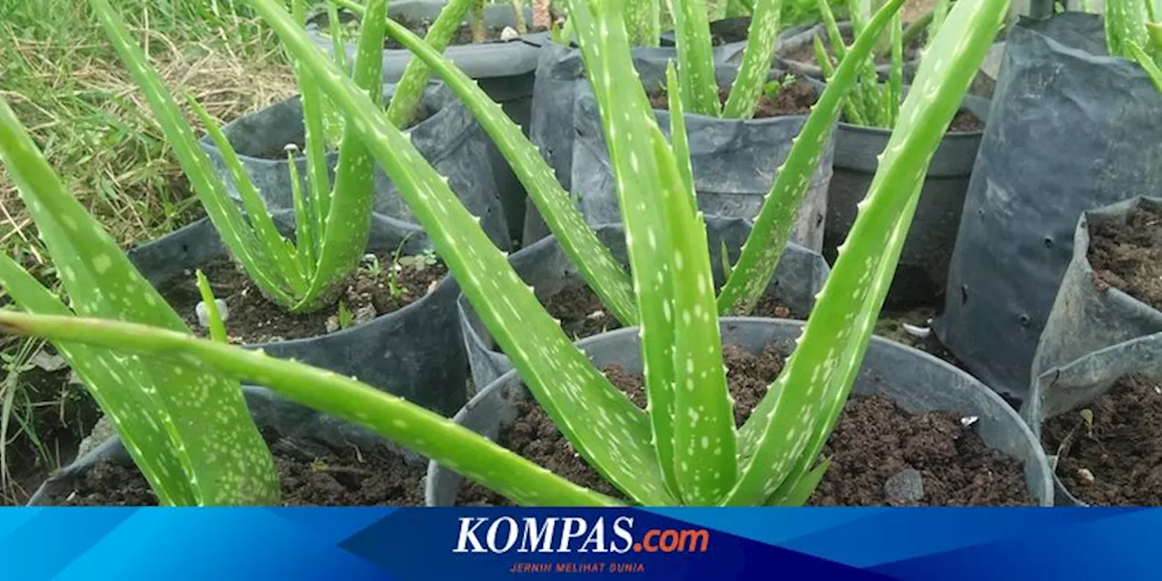 Seberapa Sering Harus Menyiram Lidah Buaya agar Subur dan Sehat?