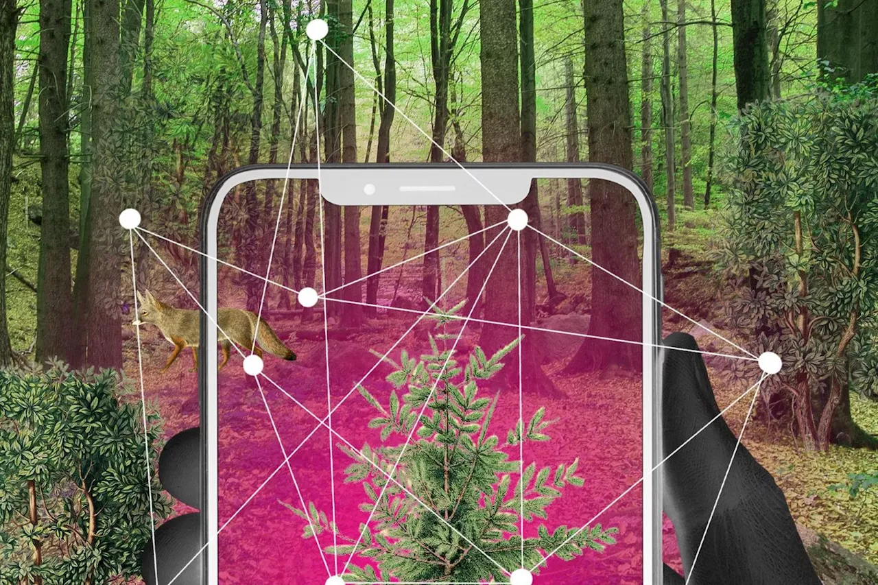 Réchauffement climatique : à Fontainebleau, la forêt mosaïque, fragments de solution