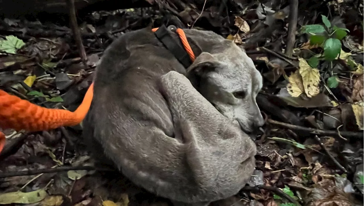 L’emozionante salvataggio del cane Matlock abbandonato nel bosco: “Lo abbiamo portato in braccio per chilomet…