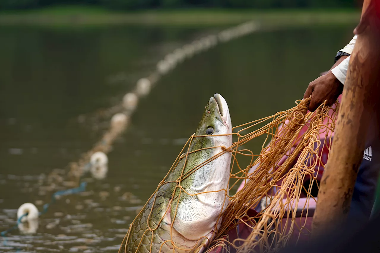 Severe droughts threaten the sustainable catch of the Amazon's giant fish