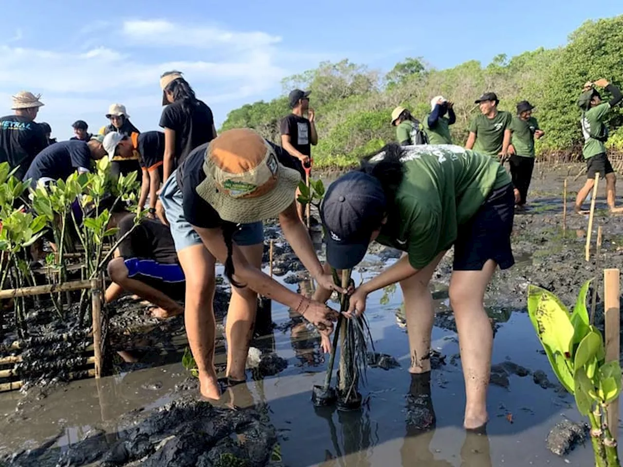 Mahasiswa FP Unwar Gandeng Gen Z Gelar Aksi Penanaman Mangrove