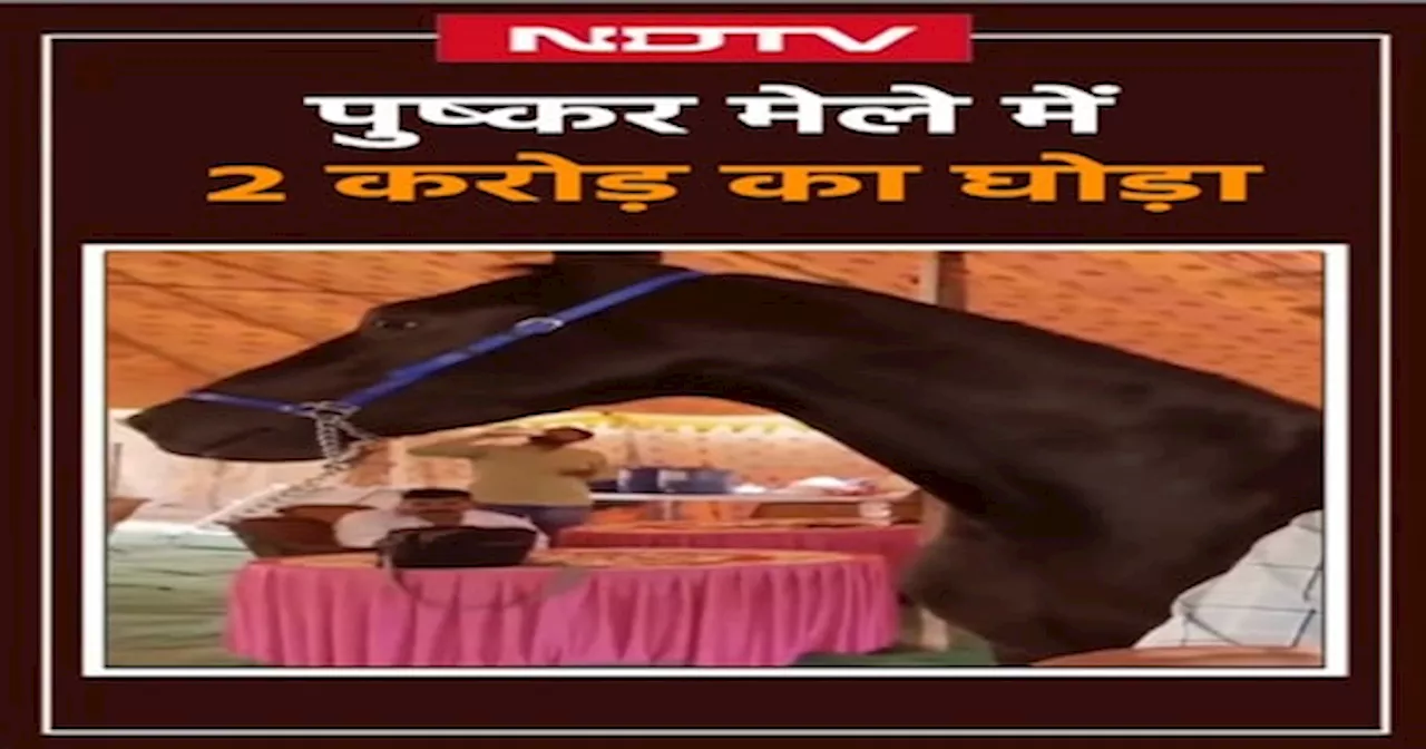 Rajasthan News: ये है 2 करोड़ का घोड़ा, खूबियां इतनी कि बताते-बताते थक गया मालिक