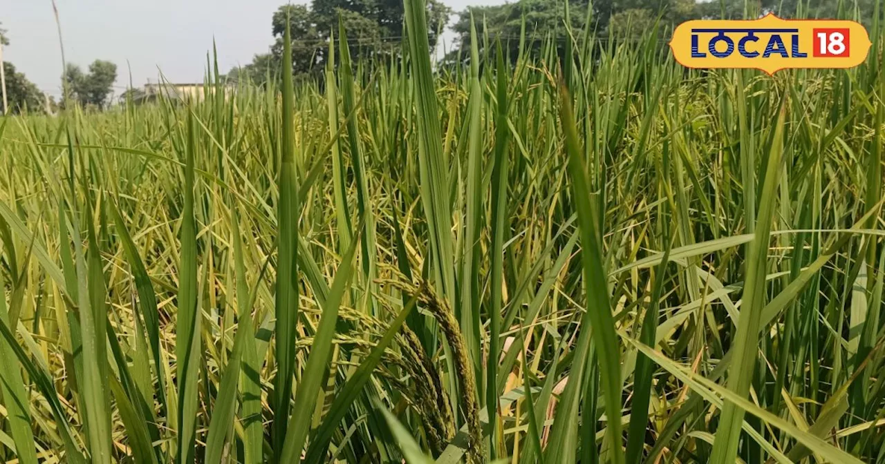 Paddy purchase: बिहार में 15 नवंबर से सरकार खरीदेगी धान, 48 घंटे में होगा फसल का भुगतान