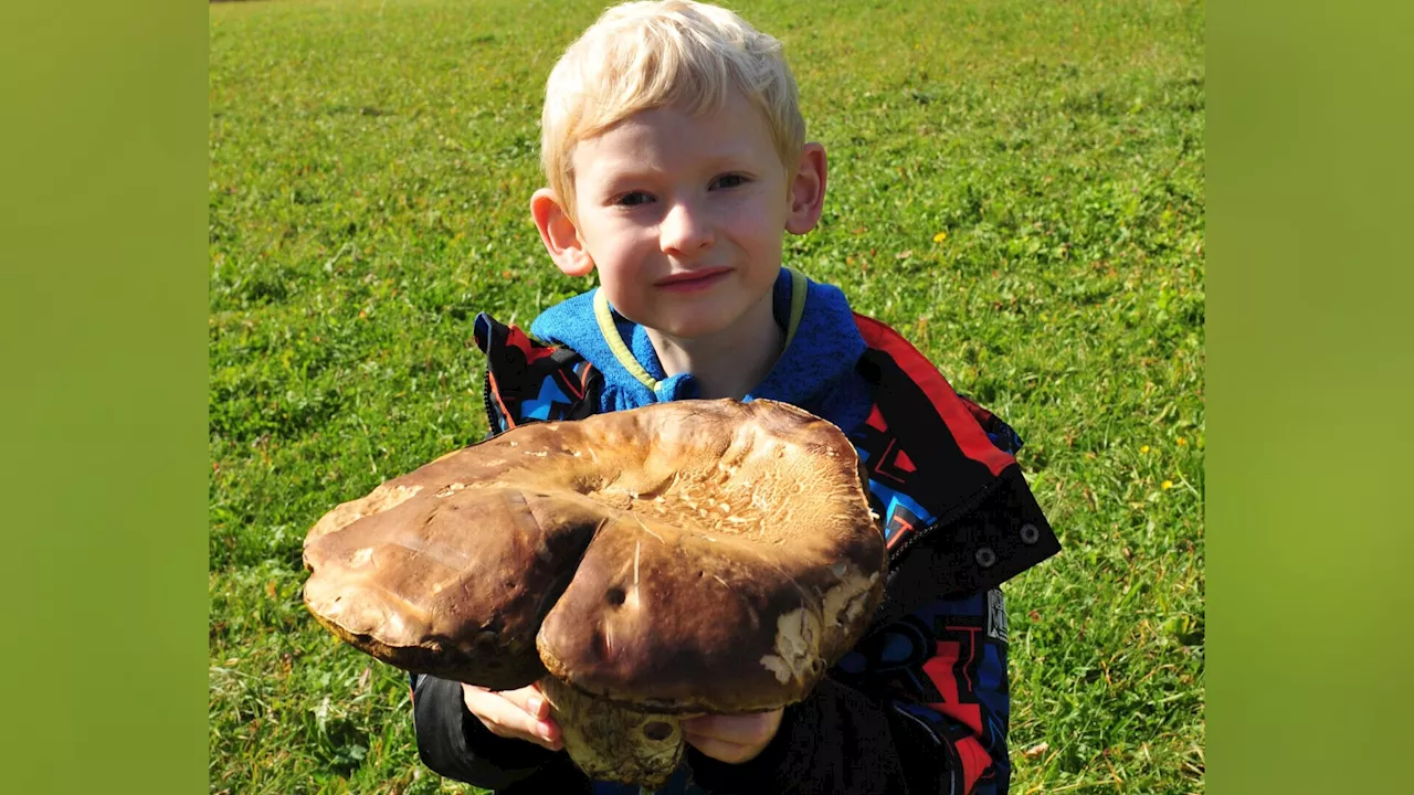 Der „Monster-Pilz“ aus Annaberg