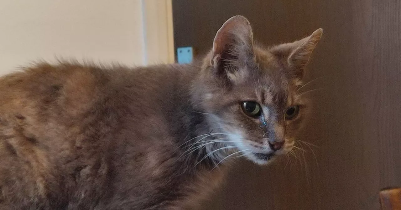 Cat reunited with owner after 10 years as Smokey's found 15 miles away