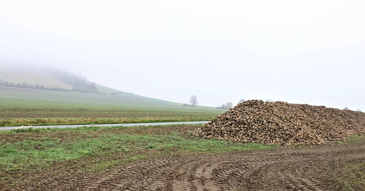 Fünf Jahre nach Schließung der Zuckerfabrik: So steht’s um die Rüben ernte in Warburg