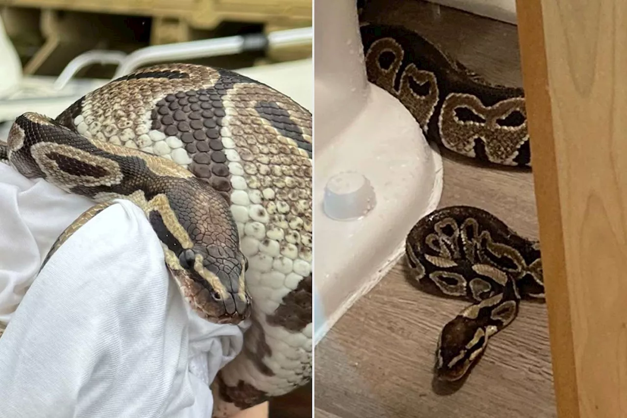 South Carolina Woman Surprised When She Finds Snake Behind Her Toilet