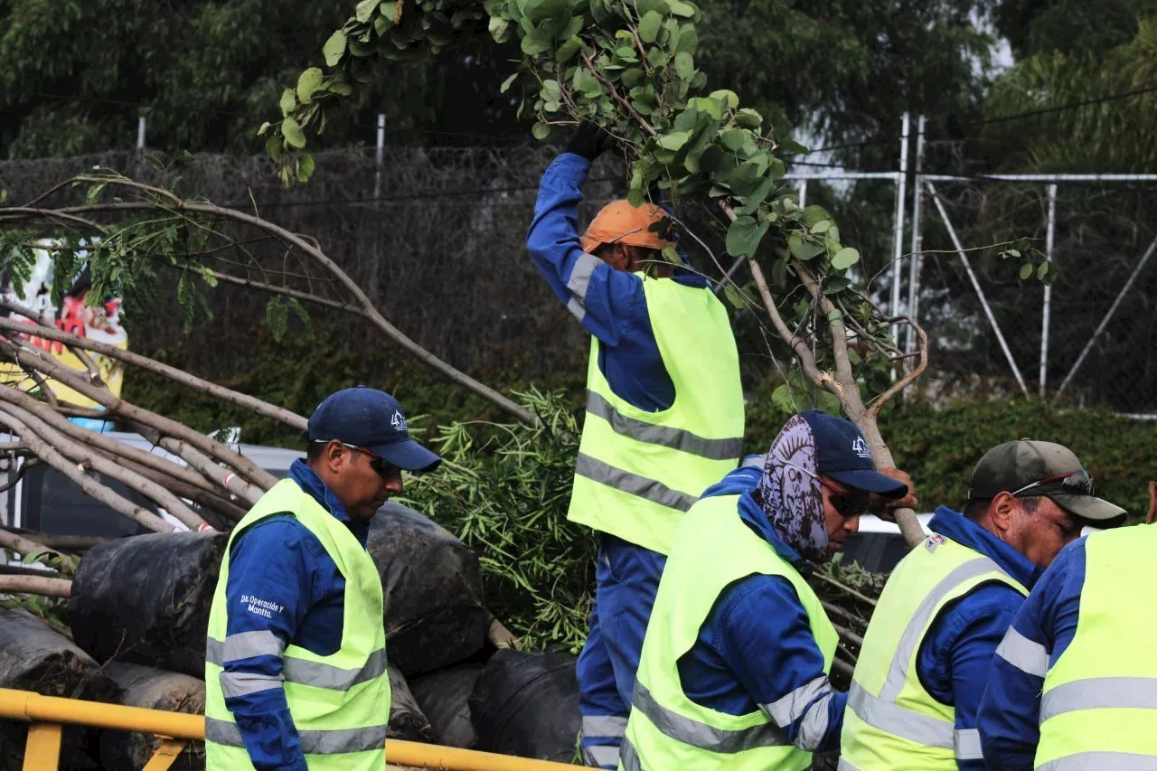 Celaya impulsará reforestación masiva ¿de qué se trata?