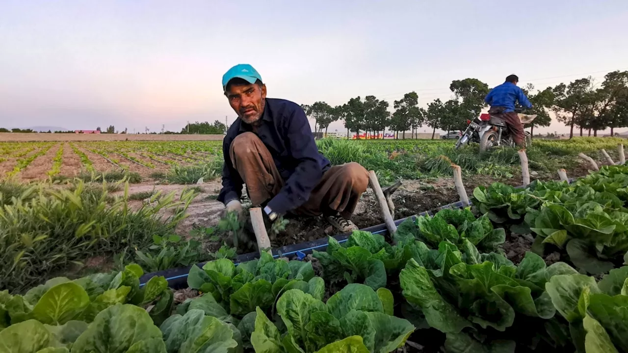 ناترازی ۱۱ میلیارد دلاری تجارت محصولات کشاورزی ایران