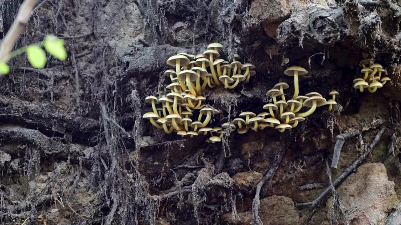 Are fungi a weapon to fight climate change?