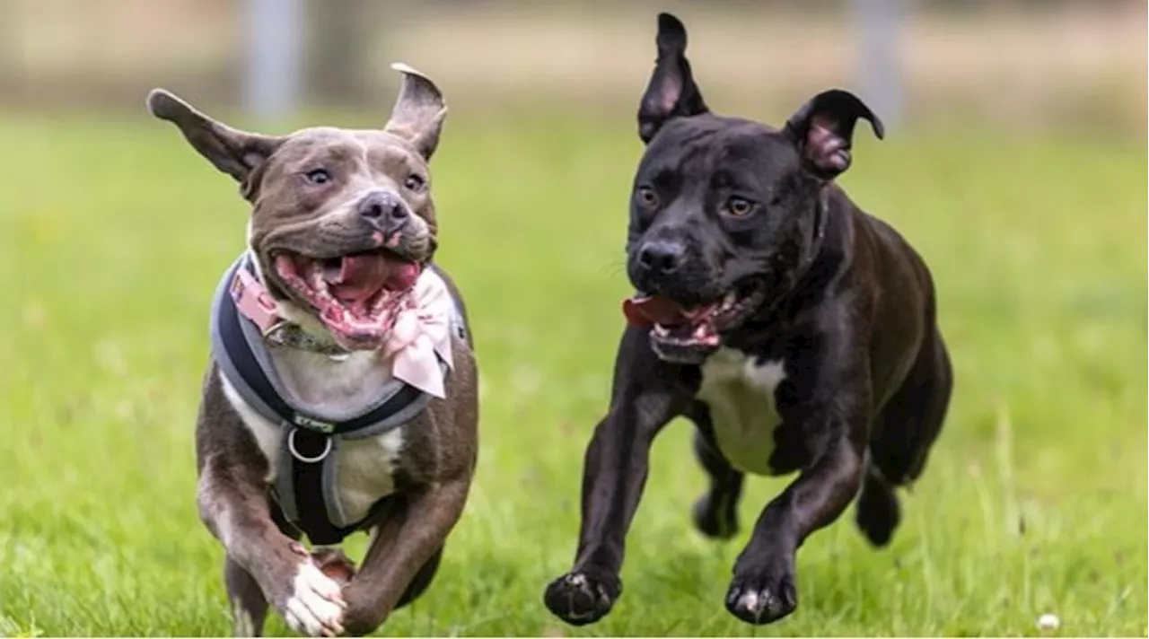 ‘The saddest sight’: The amazing Shropshire rescue dogs at centre of RSPCA Christmas 2024 campaign