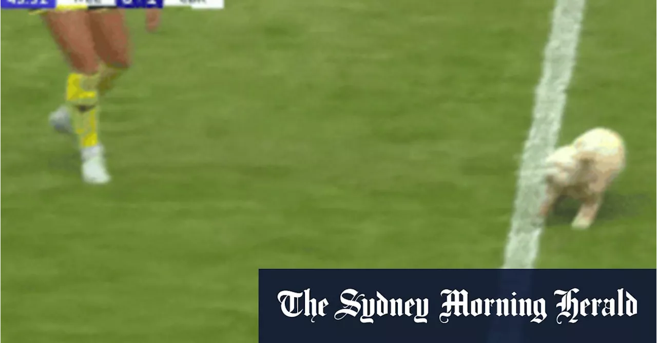 ‘Best league in the world’: Captain’s dog invades pitch, holds up A-League Women match