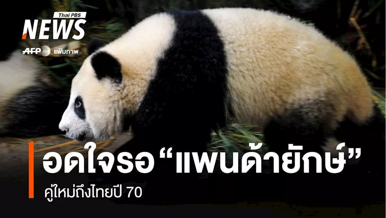 อดใจรอ! 'แพนด้ายักษ์' คู่ใหม่ถึงไทยปี 70