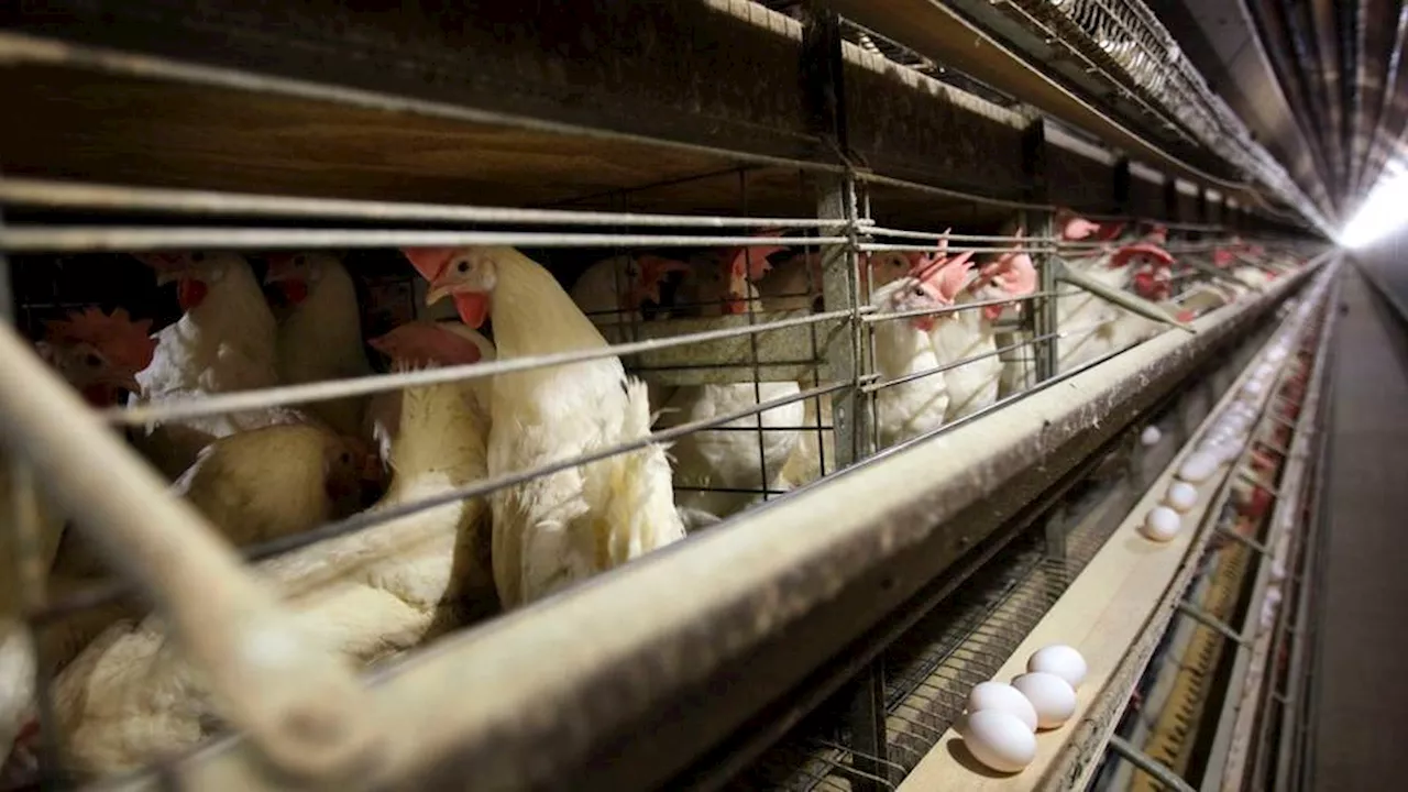 Teen in Canada becomes first case of bird flu in country