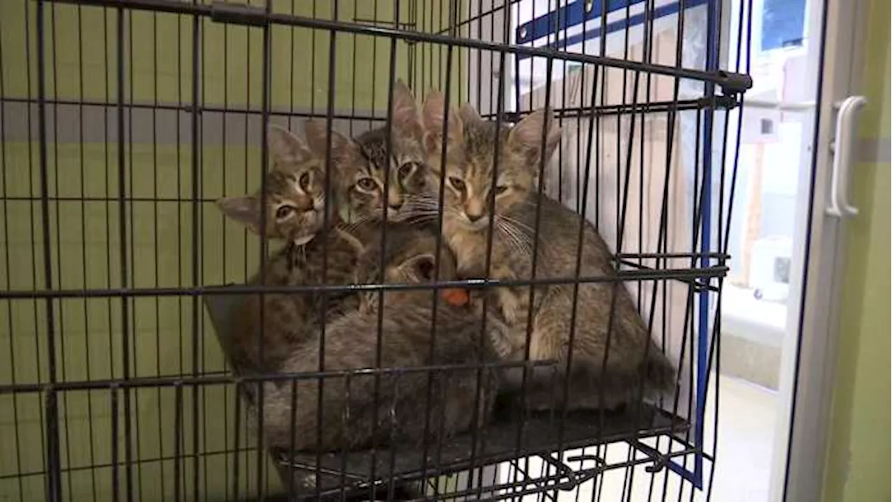 Jacksonville Humane Society needs help finding homes for over 80 kittens after busy year